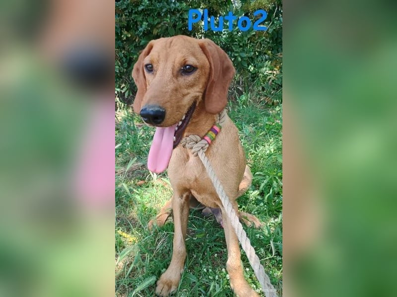 Pluto2 geb. 10/2024 (GRC) - sportlicher, verspielter und fröhlicher Junghund!