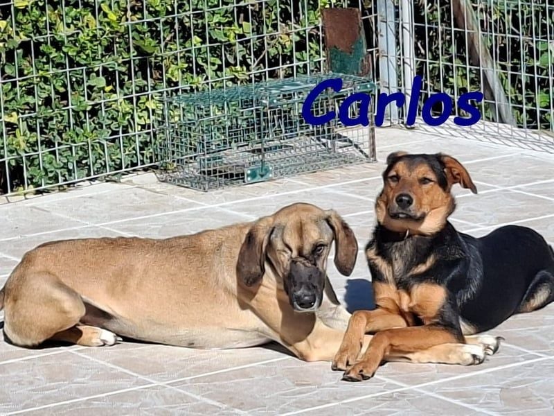Carlos geb. 01/2025 (GRC) - sanfter und wunderschöner, kleiner Welpe!