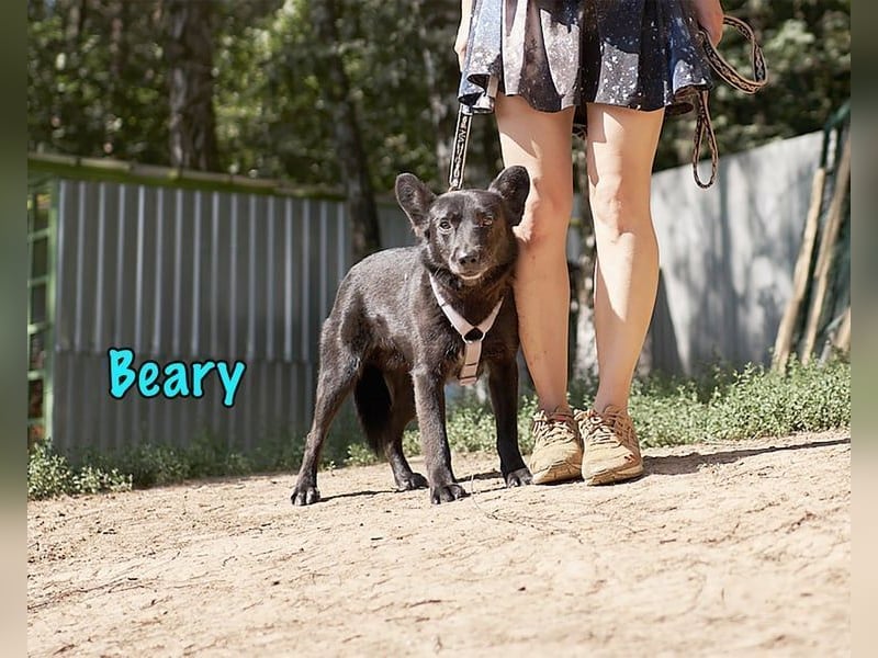 Beary geb. 01/2020 - sanfter und ruhiger kleiner Schatz sucht ruhiges Zuhause!