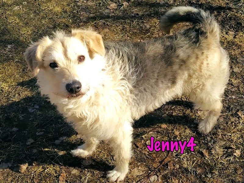 Jenny4 geb. 01/2018 - bezaubernde und super liebe, kleine Wuschelhündin!