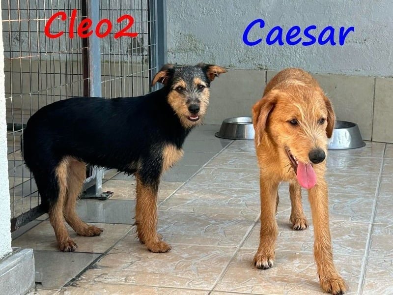 Cleo2 geb. 01/2025 (GRC) - süße und neugierige, kleine Welpin!