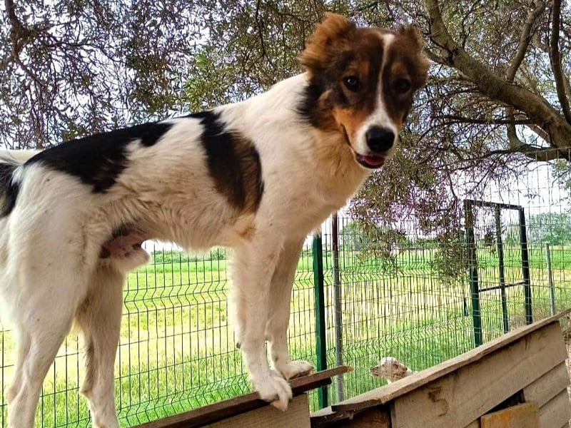 Themis geb. 03/2021 (GRC) - fröhlicher und neugieriger Rüde, ein kleiner Freigeist! Themis geb. 03/2021 (GRC) - fröhlicher und neugieriger Rüde, ein kleiner Freigeist!