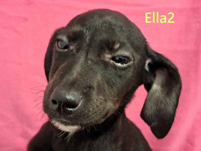 Ella2 geb. 09/2025 (GRC) - bezaubernde, liebe Welpin!