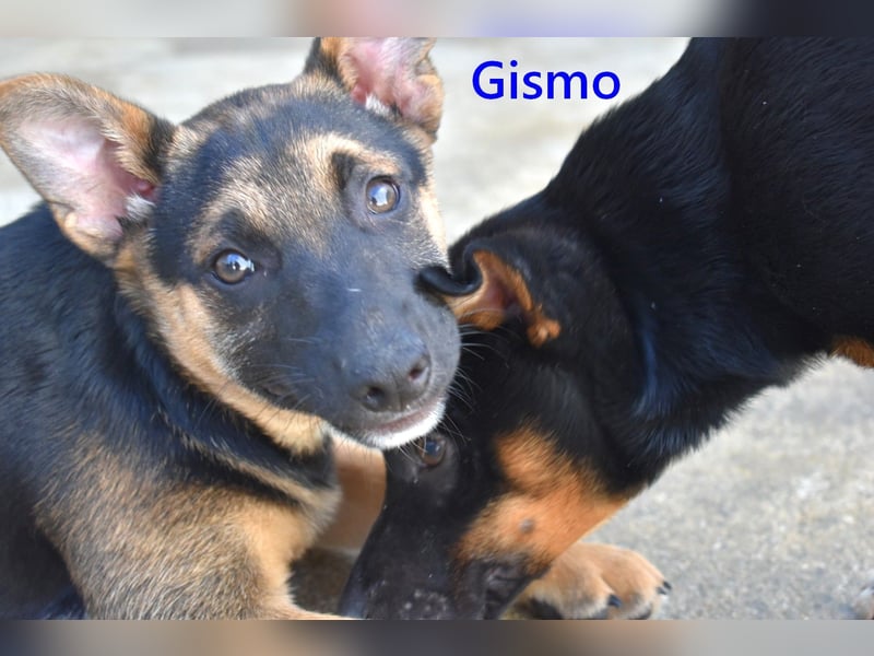 Gismo geb. 01/2026 (ESP) - charmanter, verspielter Welpe sucht sein Körbchen!
