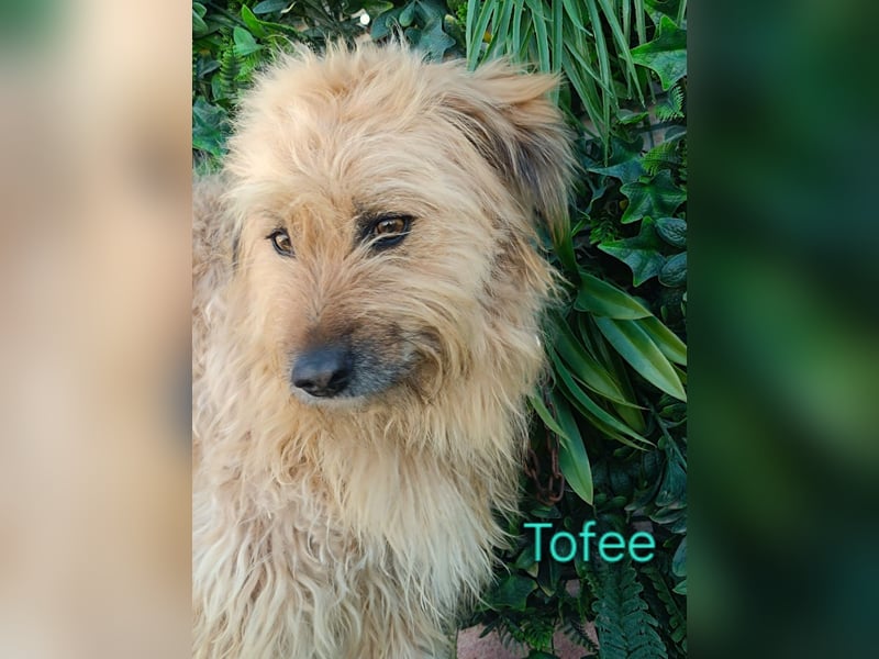 Tofee geb. 01/2023 (ESP) - sympathischer und liebevoller Wuschel! Tofee geb. 01/2023 (ESP) - sympathischer und liebevoller Wuschel!