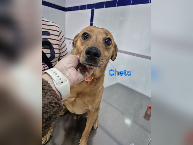 Cheto geb. 02/2020 (ESP) - treuer Hundepartner sucht seine zweite Chance!