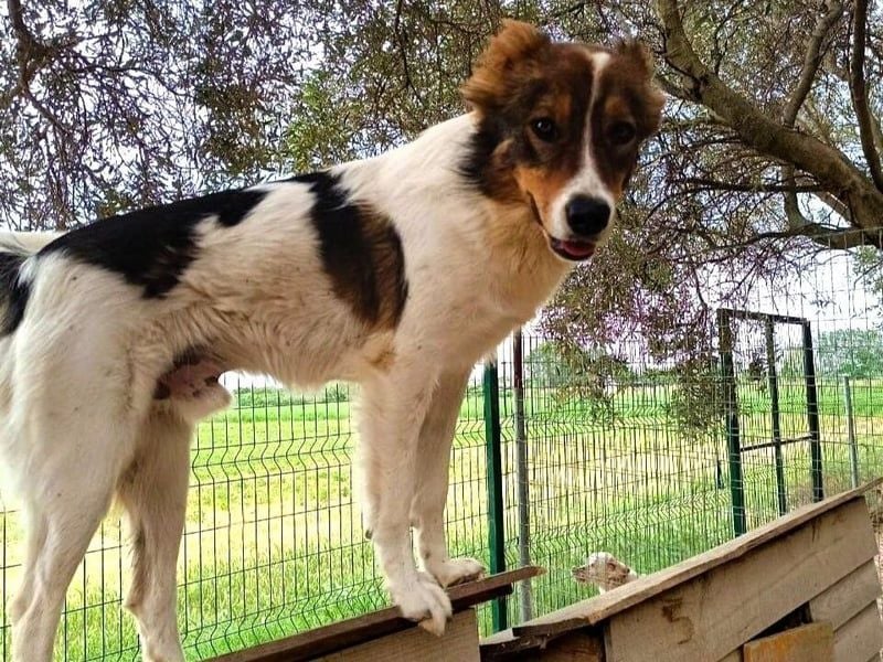 Themis geb. 03/2021 (GRC) - fröhlicher und neugieriger Rüde, ein kleiner Freigeist!