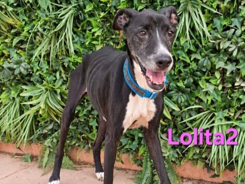 Lolita2 geb. 10/2018 (ESP) - eine unserer emotionalsten Rettungen!