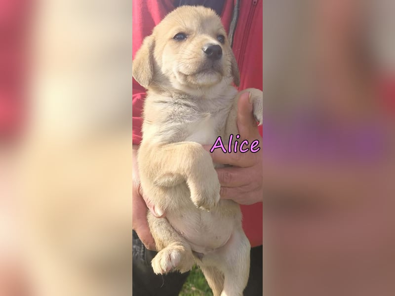 Alice geb. 03/2026 (GRC) - zauberhafte Welpin sucht ihre Chance!