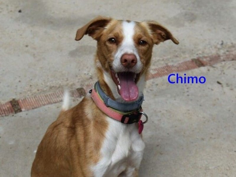 Chimo geb. 08/2024 (ESP) - verspielter Hundepartner sucht seine Familie!