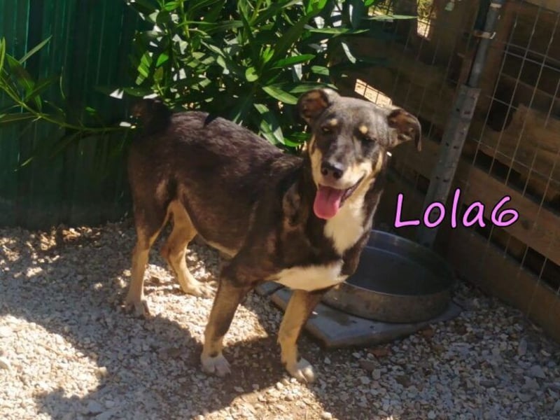 Lola6 geb. 01/2024 (GRC) - fröhliche Hundepartnerin sucht die richtige Familie!