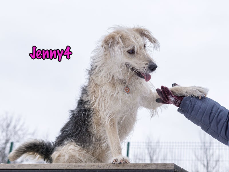 Jenny4 geb. 01/2018 - bezaubernde und super liebe, kleine Wuschelhündin!