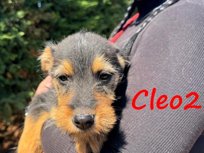 Cleo2 geb. 01/2025 (GRC) - süße und neugierige, kleine Welpin!