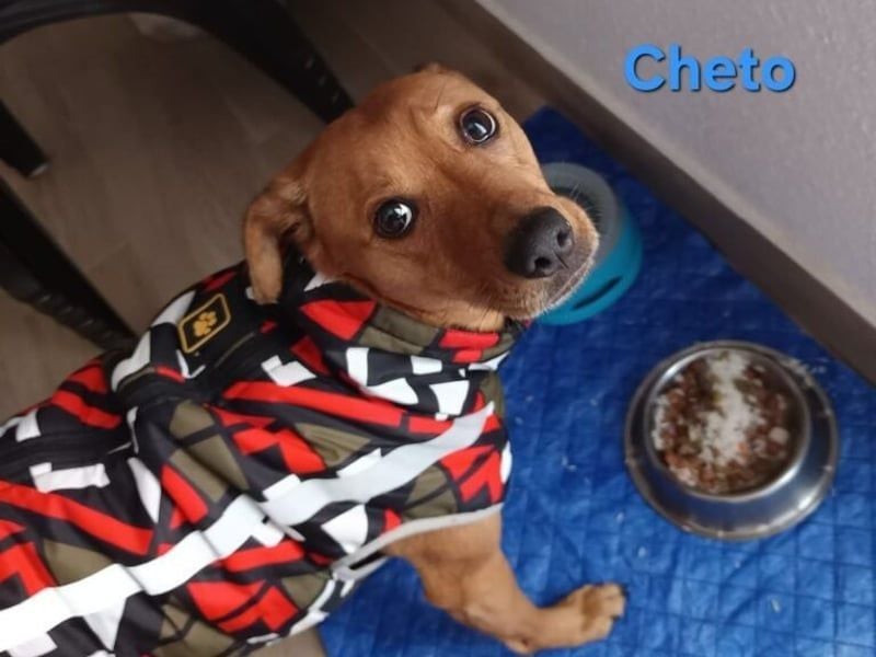 Cheto geb. 02/2020 (ESP) - treuer Hundepartner sucht seine zweite Chance!