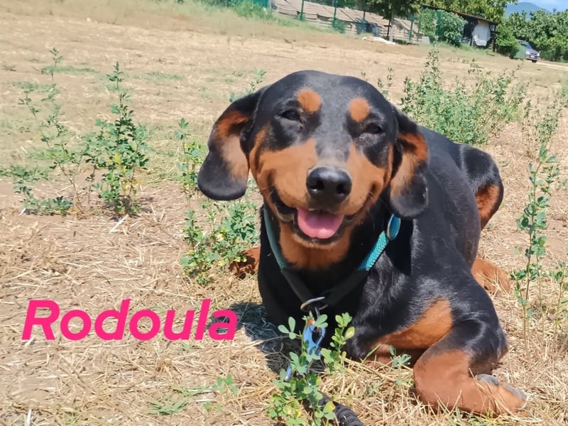 Rodoula geb. 2018 (GRC) - sehr ruhige und gelassene, süße und soziale Hündin! Rodoula geb. 2018 (GRC) - sehr ruhige und gelassene, süße und soziale Hündin!