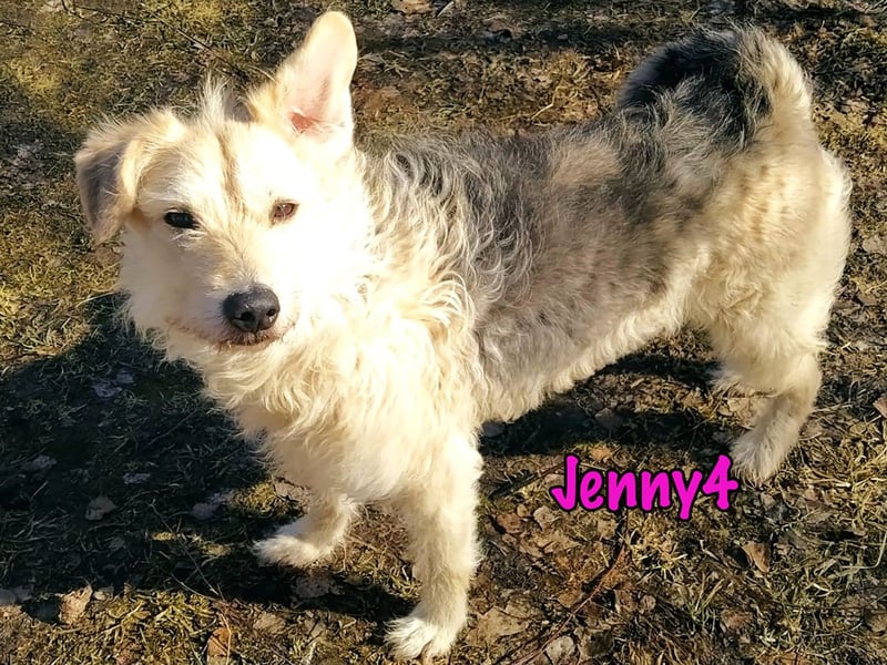 Jenny4 geb. 01/2018 - bezaubernde und super liebe, kleine Wuschelhündin!