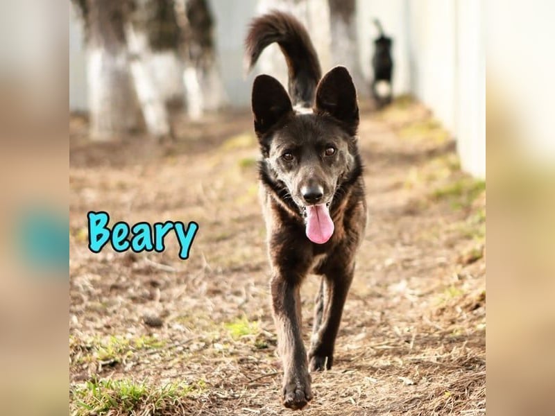 Beary geb. 01/2020 - sanfter und ruhiger kleiner Schatz sucht ruhiges Zuhause!