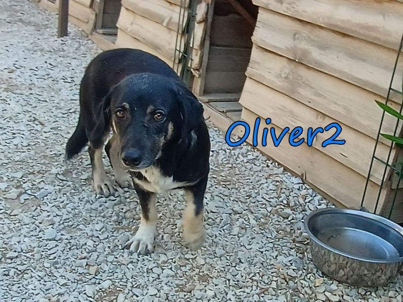 Oliver2 geb. 01/2024 (GRC) - noch schüchterner Hundekumpel will endlich gesehen werden!