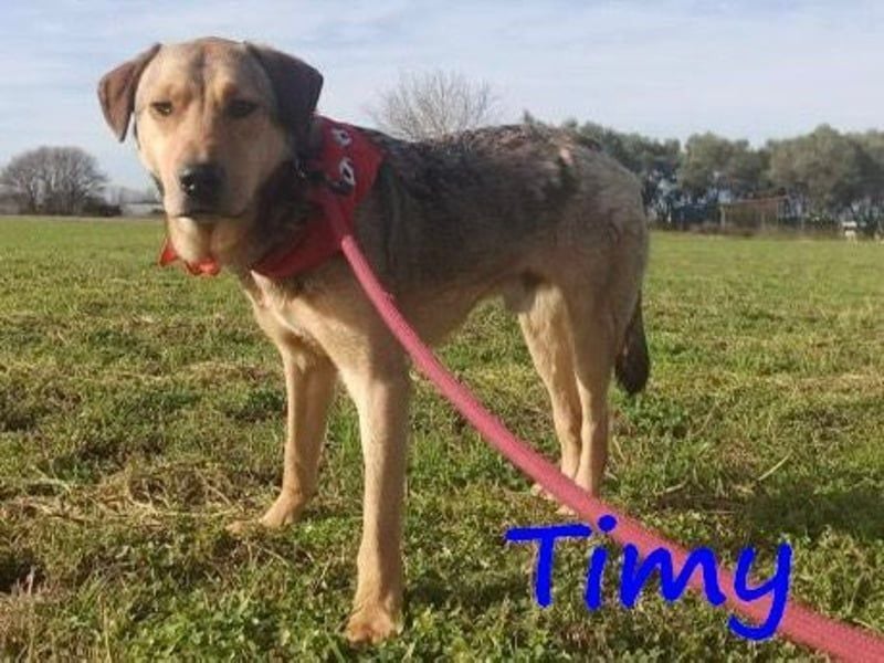 Timy geb. 04/2020 (GRC) - ruhiger und verträglicher Rüde sucht ein entspanntes Zuhause!
