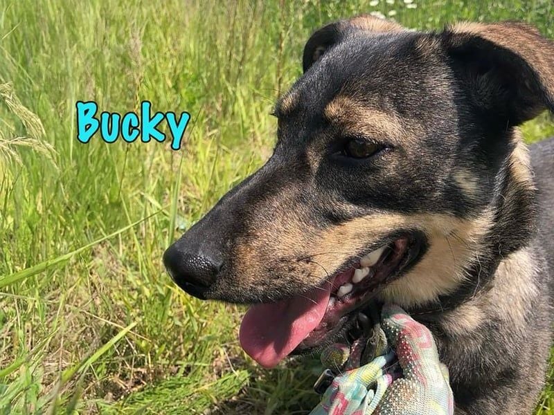 Bucky geb. 12/2021 - lustiger, aktiver und verspielter Outdoor-Begleiter!