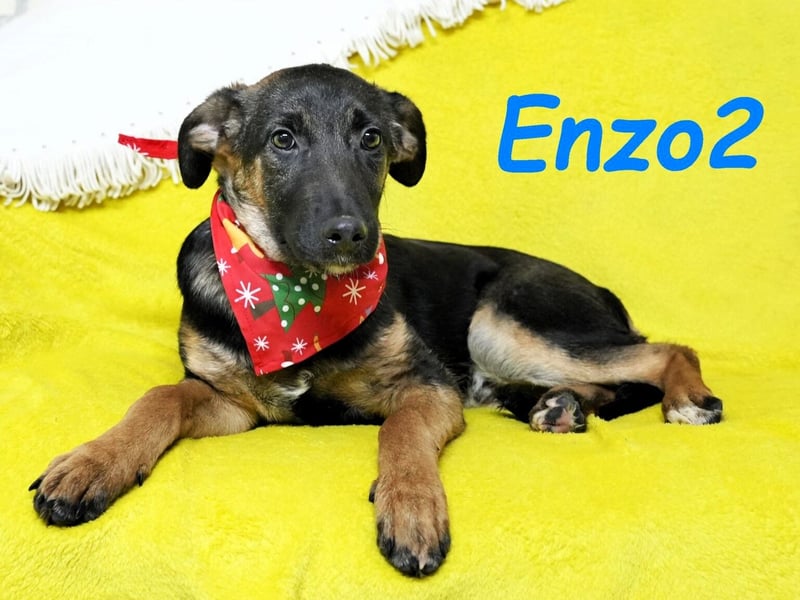 Enzo2 geb. 04/2024 - liebevoller, geselliger und verträglicher Junghund!