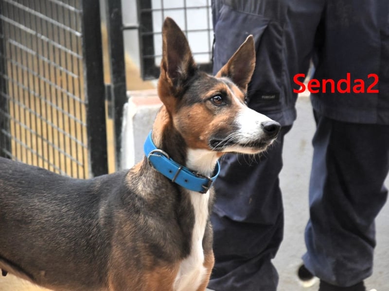 Senda2 geb. 03/2021 (ESP) - freundliche, soziale und sehr süße Hündin!