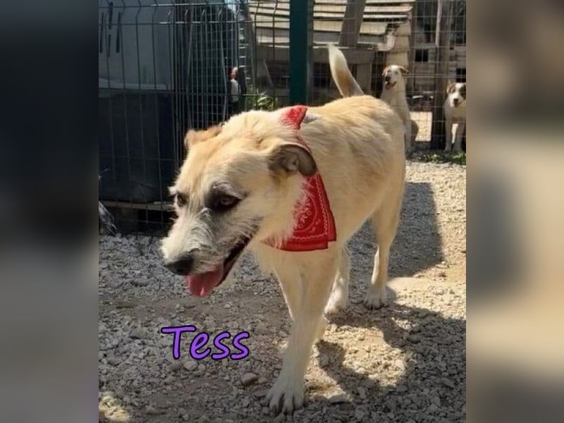 Tess geb. 12/2023 (GRC) - liebe und soziale Junghündin sucht ebensolche Menschen!
