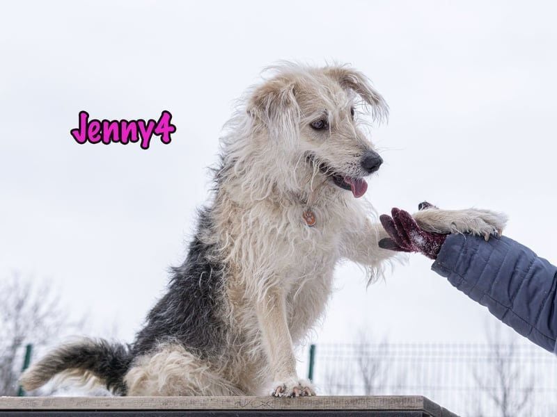 Jenny4 geb. 01/2018 - bezaubernde und super liebe, kleine Wuschelhündin!