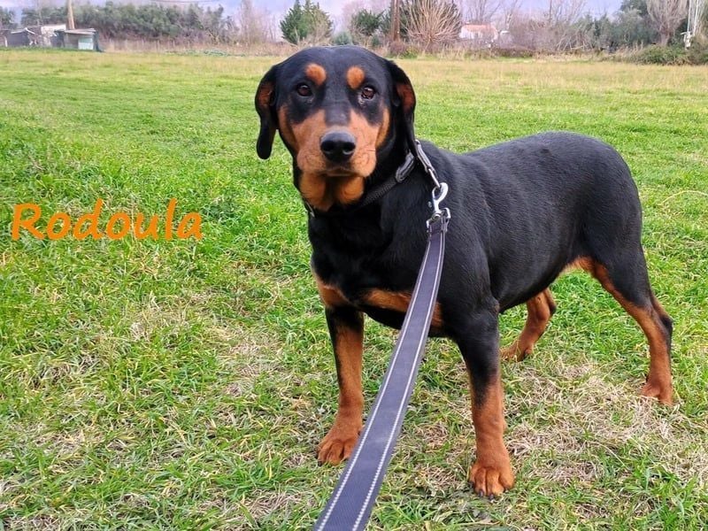 Rodoula geb. 2018 (GRC) - sehr ruhige und gelassene, süße und soziale Hündin!