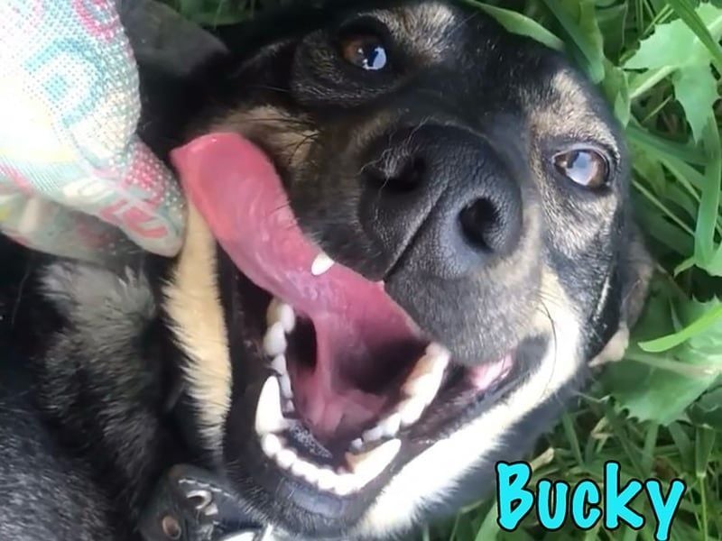 Bucky geb. 12/2021 - lustiger, aktiver und verspielter Outdoor-Begleiter!