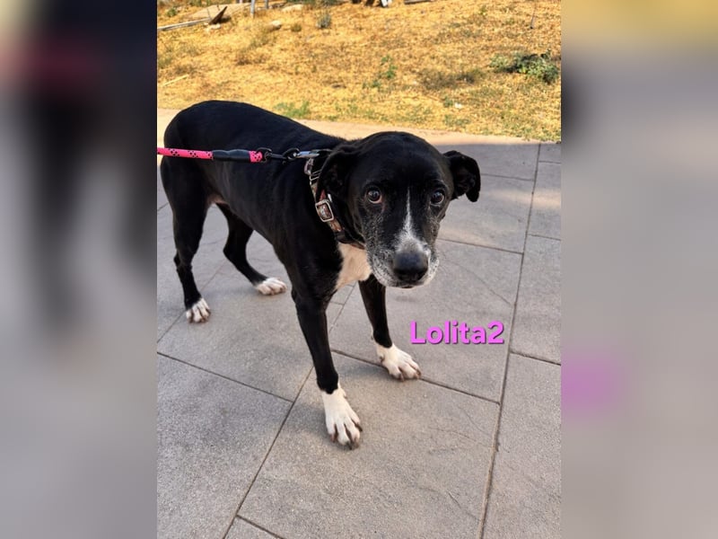 Lolita2 geb. 10/2018 (ESP) - eine unserer emotionalsten Rettungen!