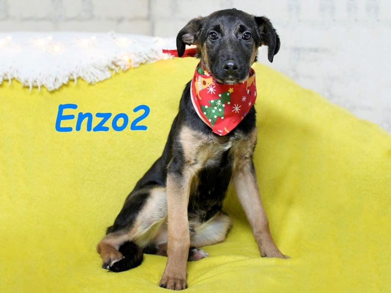 Enzo2 geb. 04/2024 - liebevoller, geselliger und verträglicher Junghund!