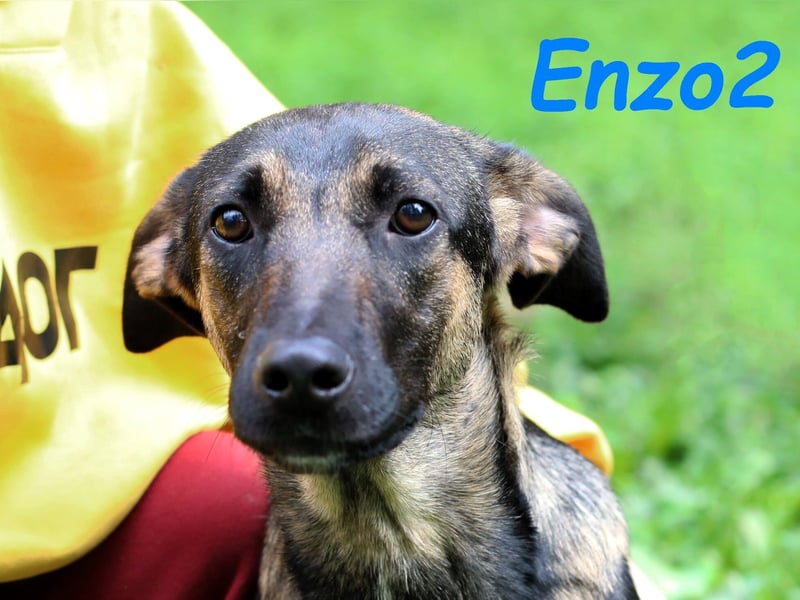 Enzo2 geb. 04/2024 - liebevoller, geselliger und verträglicher Junghund!