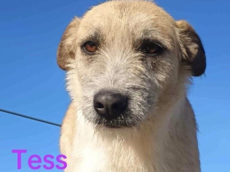 Tess geb. 12/2023 (GRC) - liebe und soziale Junghündin sucht ebensolche Menschen!