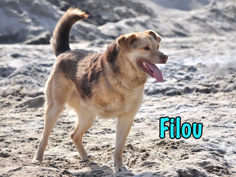 Filou geb. 04/2022 - lebensfroher, unglaublich netter Hund sucht Menschen mit Herz!