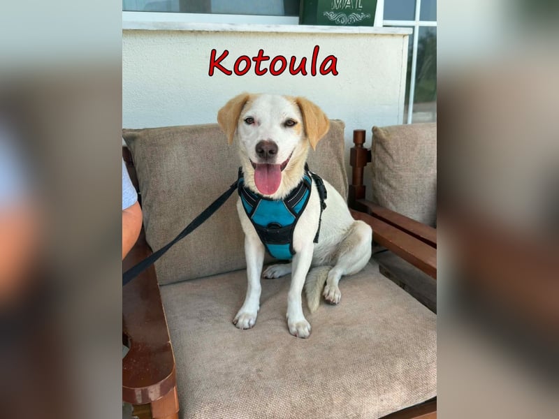 Kotoula geb. 10/2025 (GRC) - verträgliches Hundemädchen sucht ihre eigene Familie!