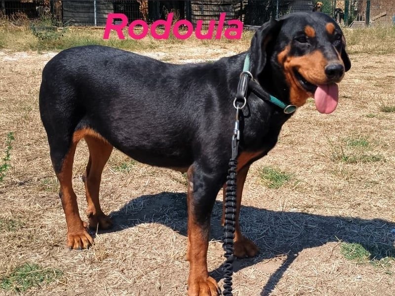 Rodoula geb. 2018 (GRC) - sehr ruhige und gelassene, süße und soziale Hündin!