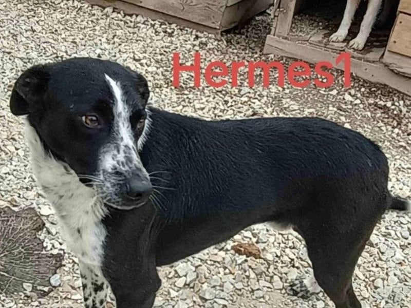 Hermes1 geb. 04/2023 (GRC) - lieber und sozialer Hundemann sucht Körbchen!