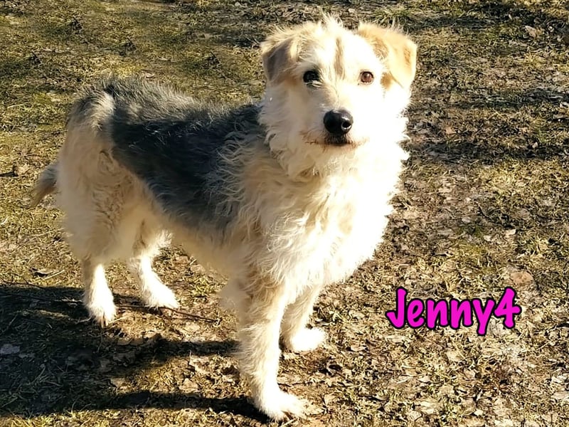 Jenny4 geb. 01/2018 - bezaubernde und super liebe, kleine Wuschelhündin!