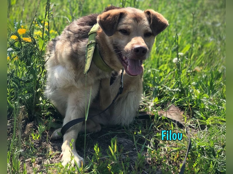 Filou geb. 04/2022 - lebensfroher, unglaublich netter Hund sucht Menschen mit Herz!