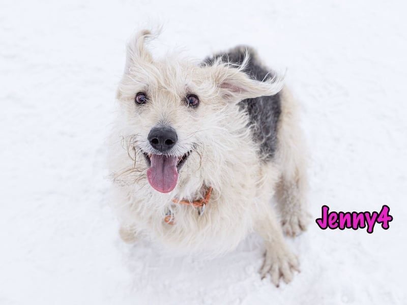 Jenny4 geb. 01/2018 - bezaubernde und super liebe, kleine Wuschelhündin!