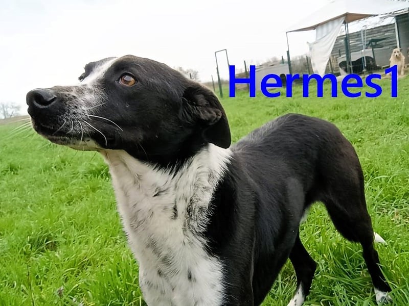 Hermes1 geb. 04/2023 (GRC) - lieber und sozialer Hundemann sucht Körbchen!