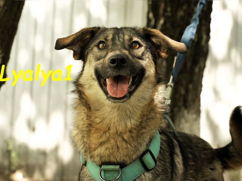 Lyalya1 geb. 06/2022 - zuneigungsvolle Hündin mit einer ganz besonderen Ausstrahlung!
