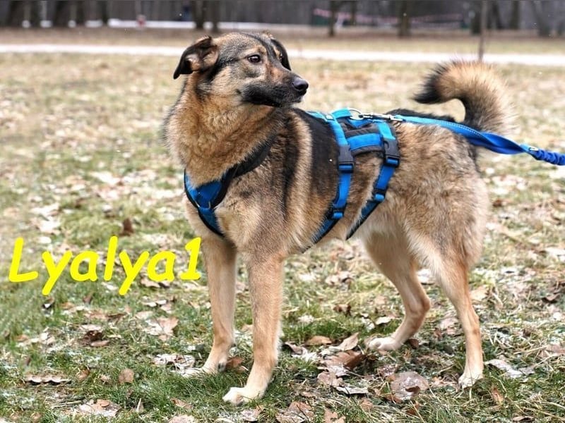 Lyalya1 geb. 06/2022 - zuneigungsvolle Hündin mit einer ganz besonderen Ausstrahlung!