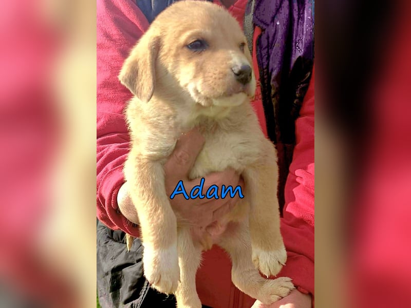 Adam geb. 03/2026 (GRC) - Welpe sucht seine Familie!