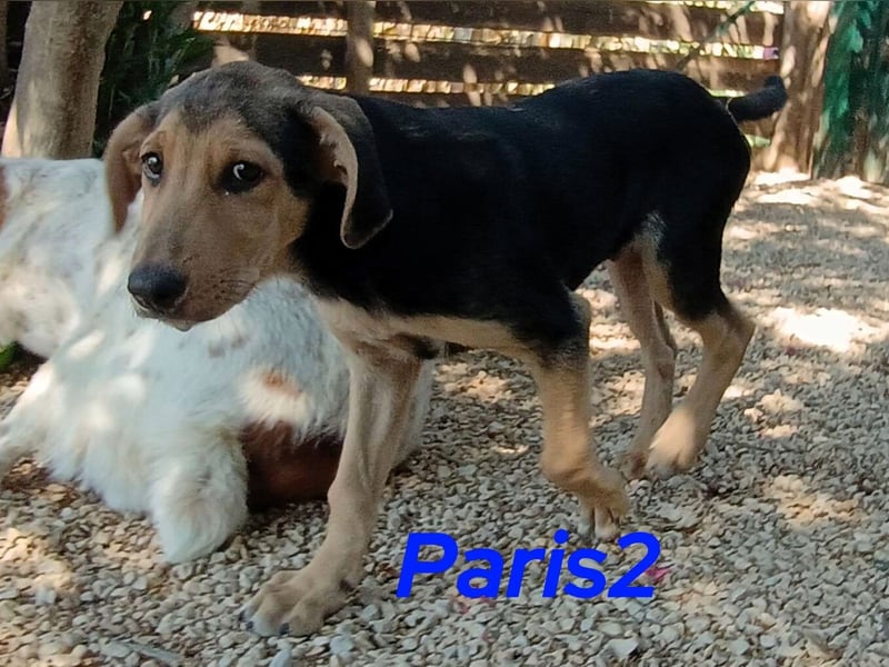 Paris2 geb. 05/2025 (GRC) - liebevoller und ausgeglichener Welpe!