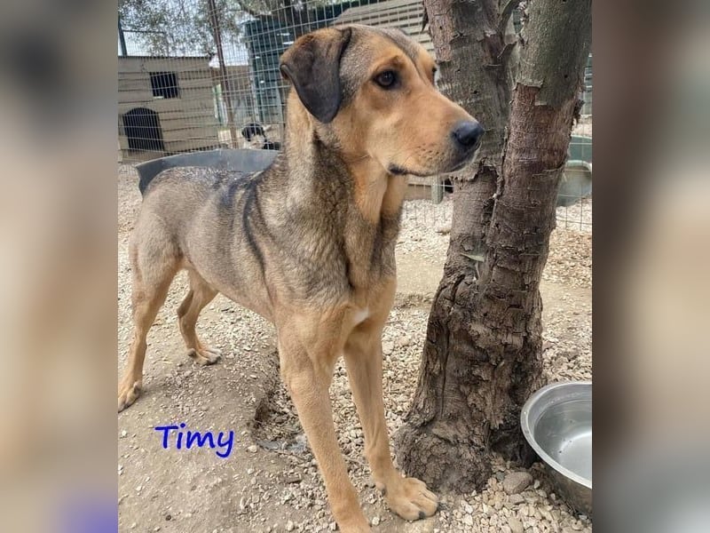 Timy geb. 04/2020 (GRC) - ruhiger und verträglicher Rüde sucht ein entspanntes Zuhause!