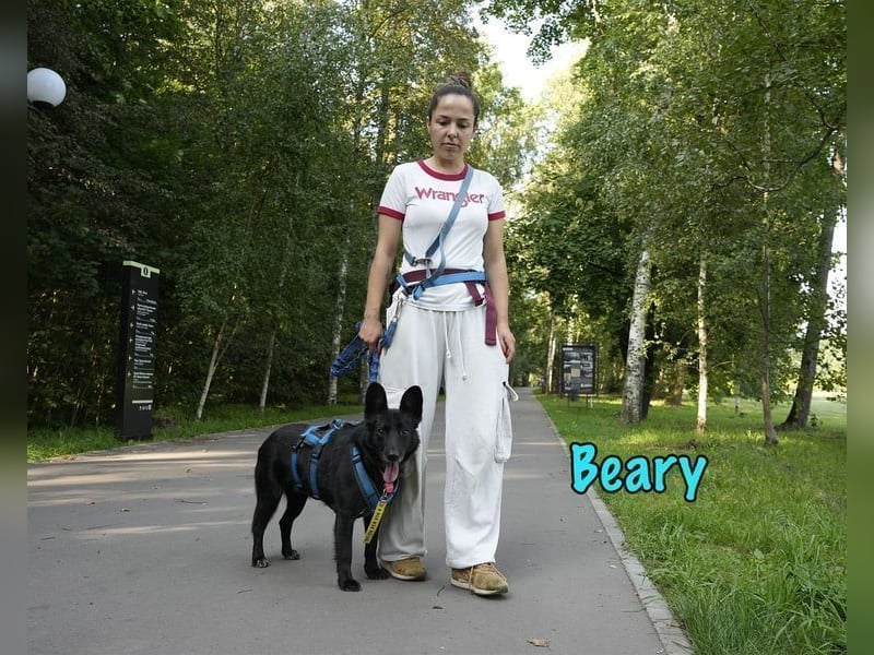 Beary geb. 01/2020 - sanfter und ruhiger kleiner Schatz sucht ruhiges Zuhause!