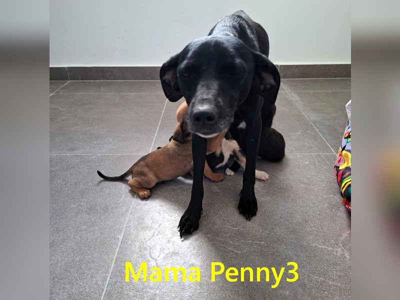 Ella2 geb. 09/2025 (GRC) - bezaubernde, liebe Welpin!