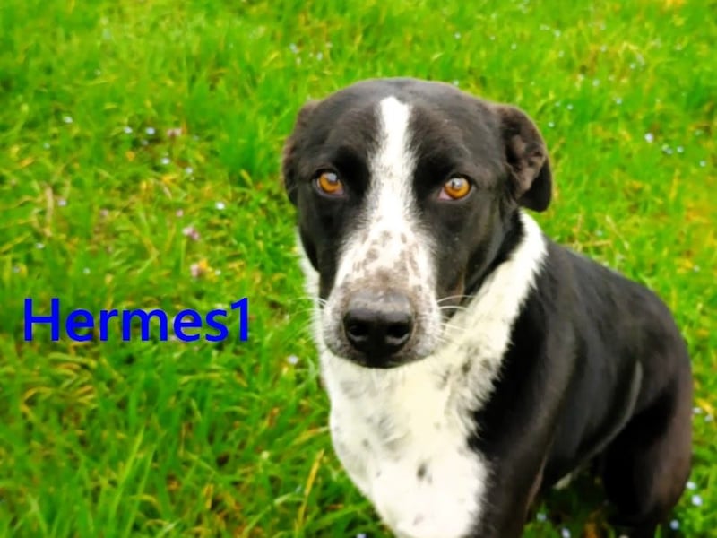 Hermes1 geb. 04/2023 (GRC) - lieber und sozialer Hundemann sucht Körbchen!